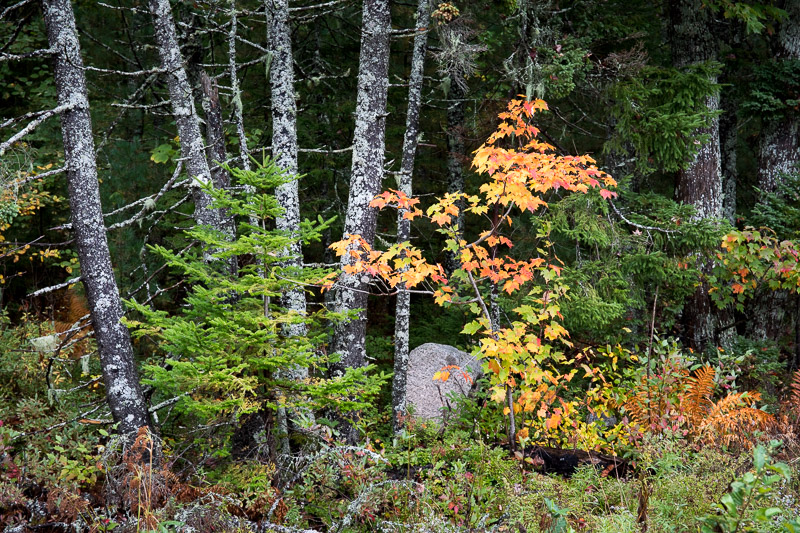 20181012_Nova Scotia_0141.jpg