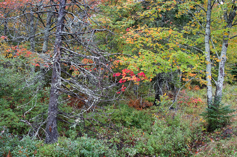 20181012_Nova Scotia_0143.jpg