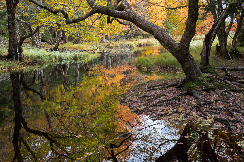 20181013_Kejimkujik_0267.jpg