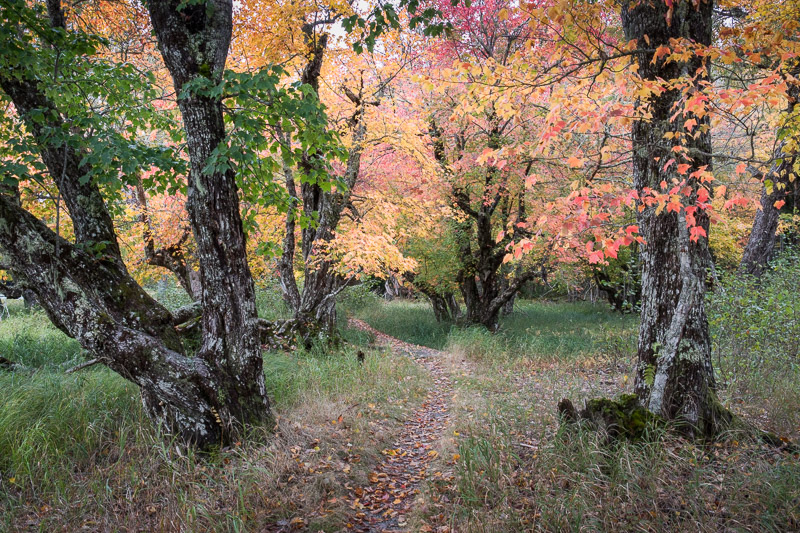 20181013_Kejimkujik_0295.jpg