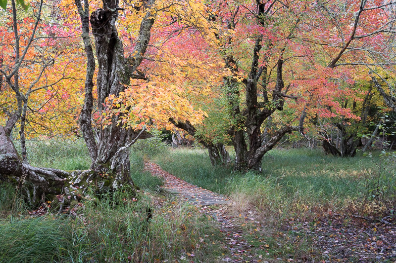 20181013_Kejimkujik_0297.jpg