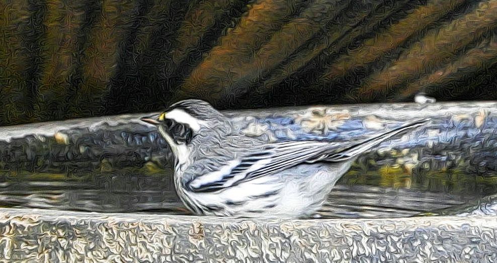 Black-Throated Grey Warbler