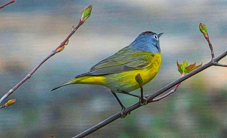 Nashville Warbler 1