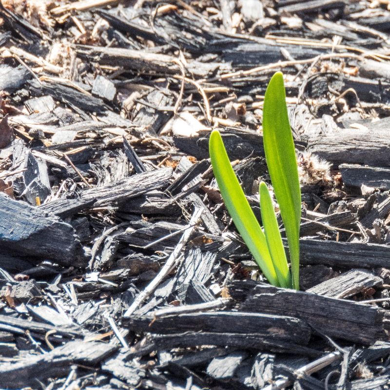 A sign of spring.