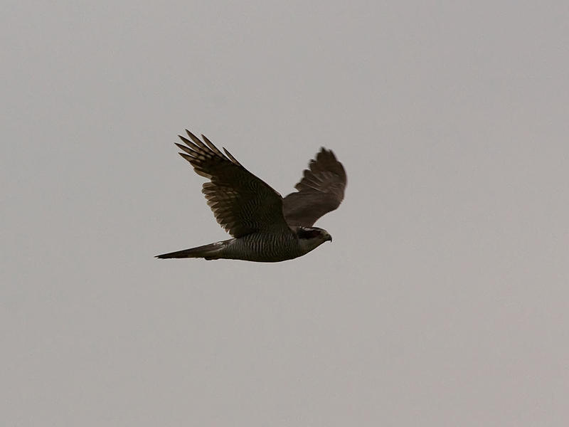 IMG_3706.jpg
