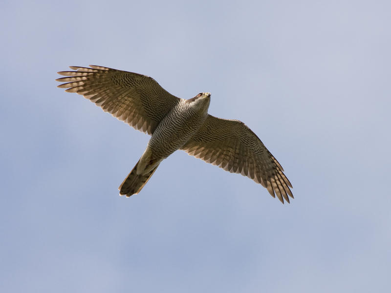 IMG_4952.jpg