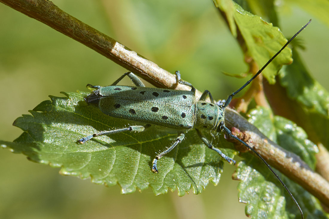 Saperda punctata