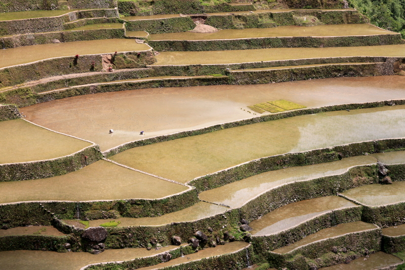 Pula Rice Terraces