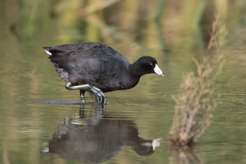 American Coot
