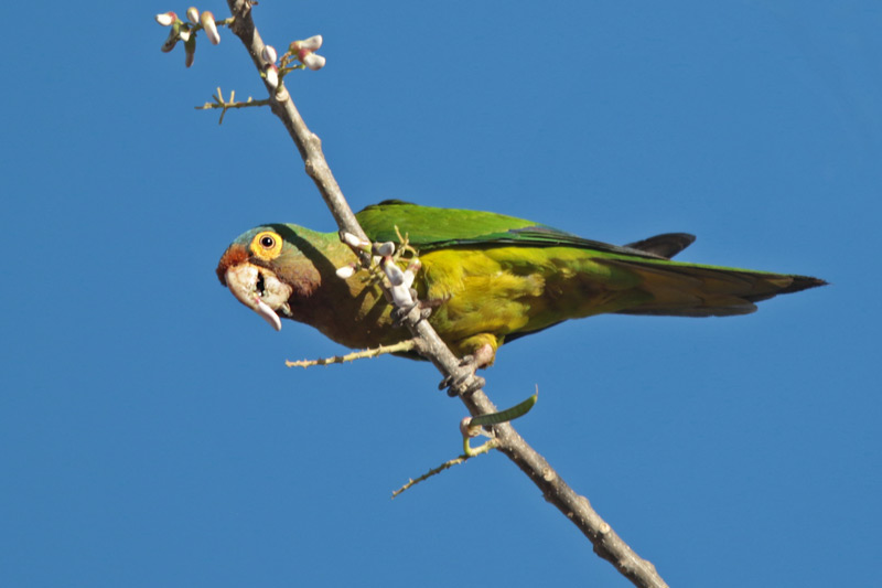 Orange-fronted Parakeet