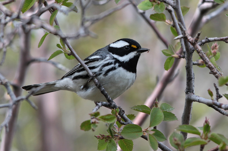 Black-throated Gray Warbler