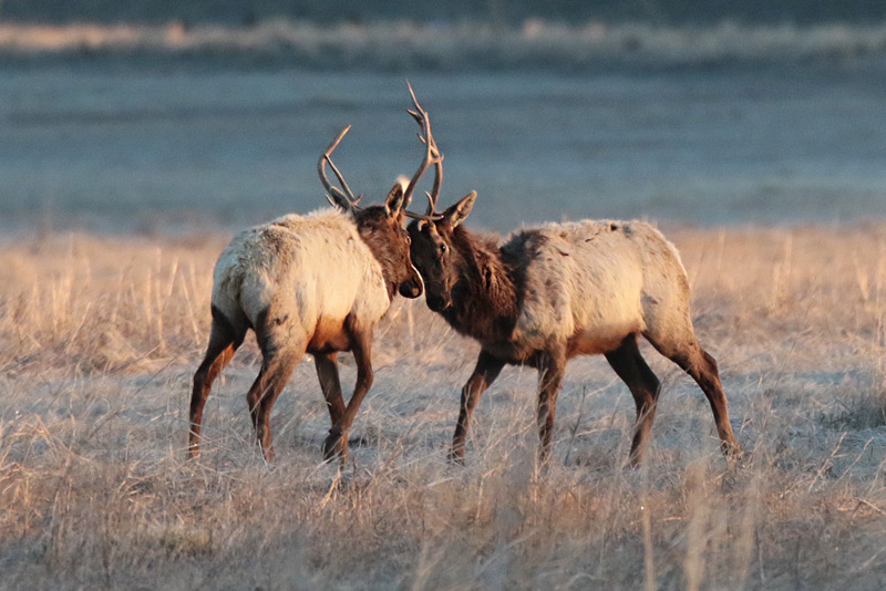 Dueling Elk