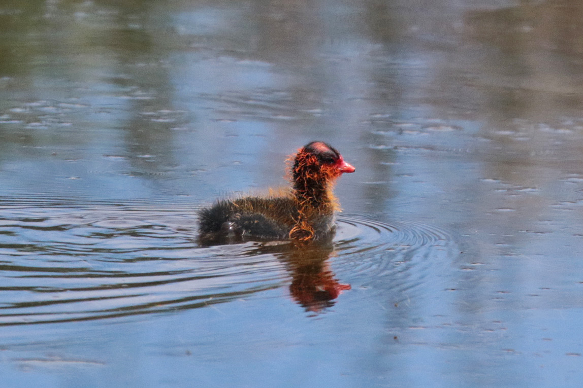 American Coot
