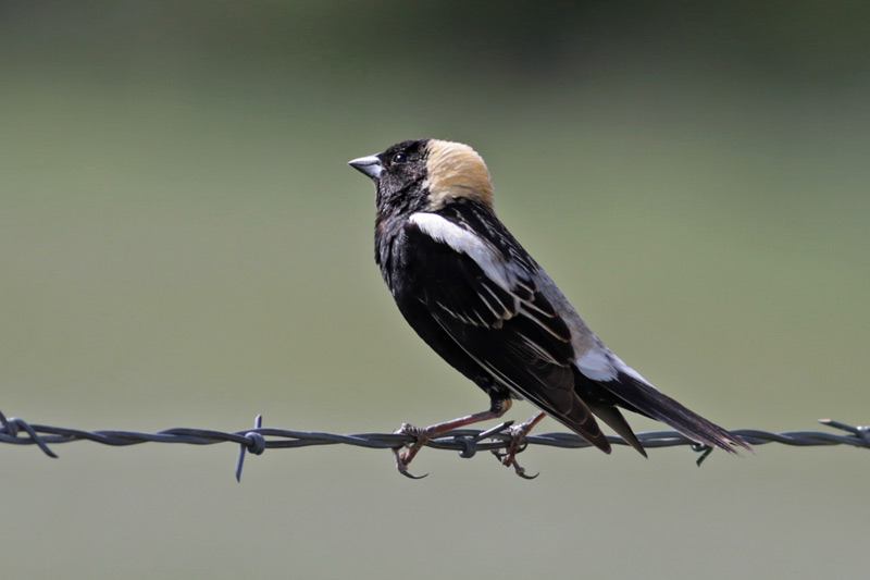 Bobolink