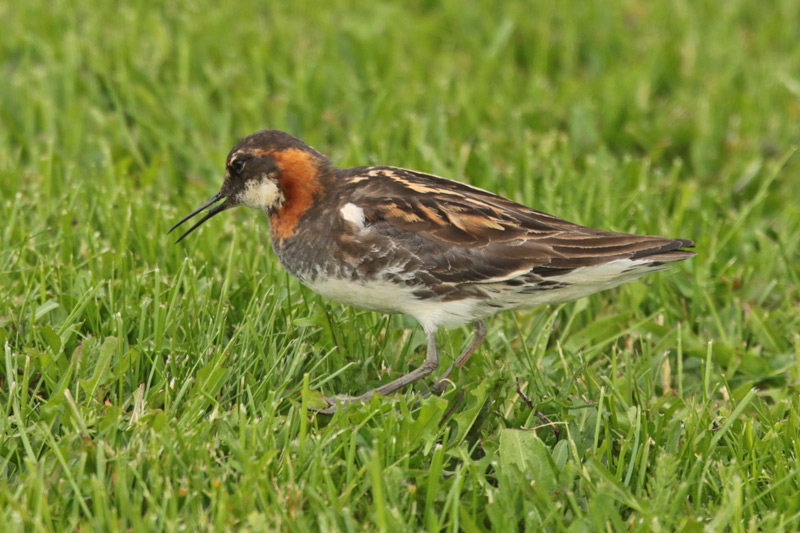 Red-necked Phalarope