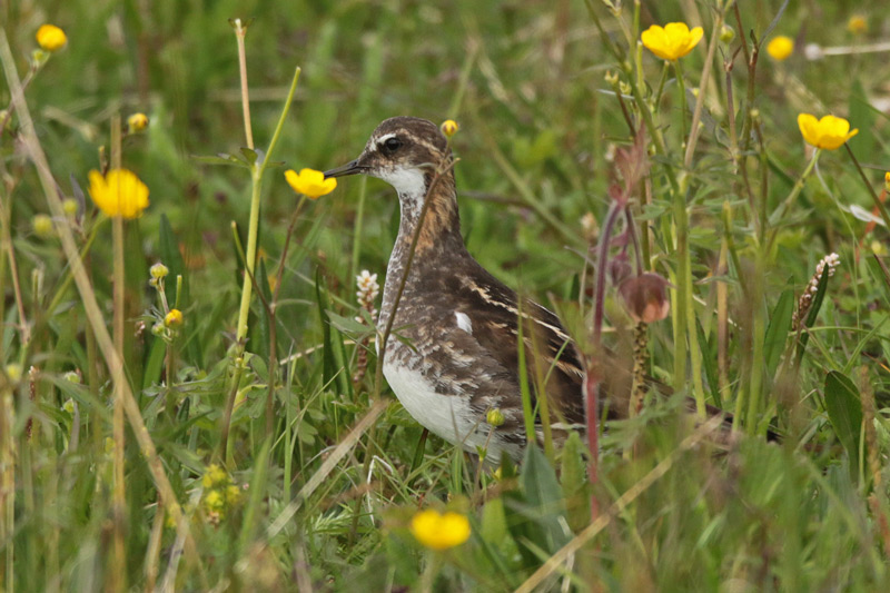 Red-necked Phalarope