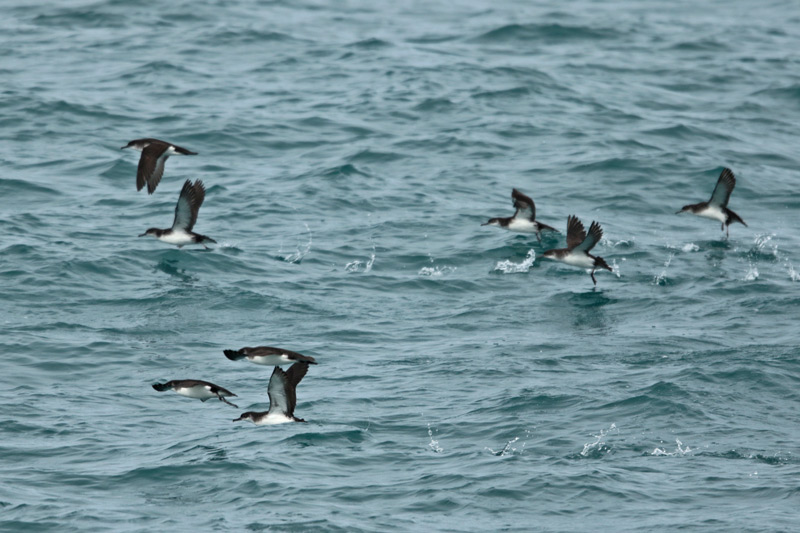 Manx Shearwaters