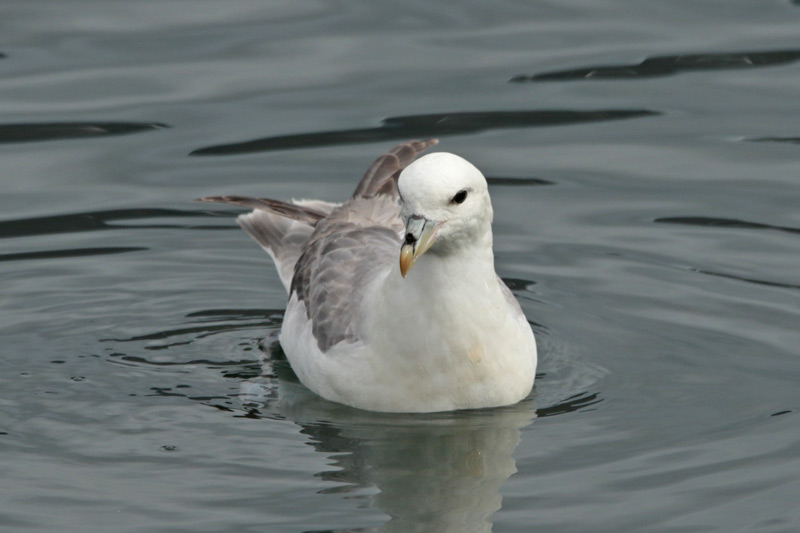 Northern Fulmar
