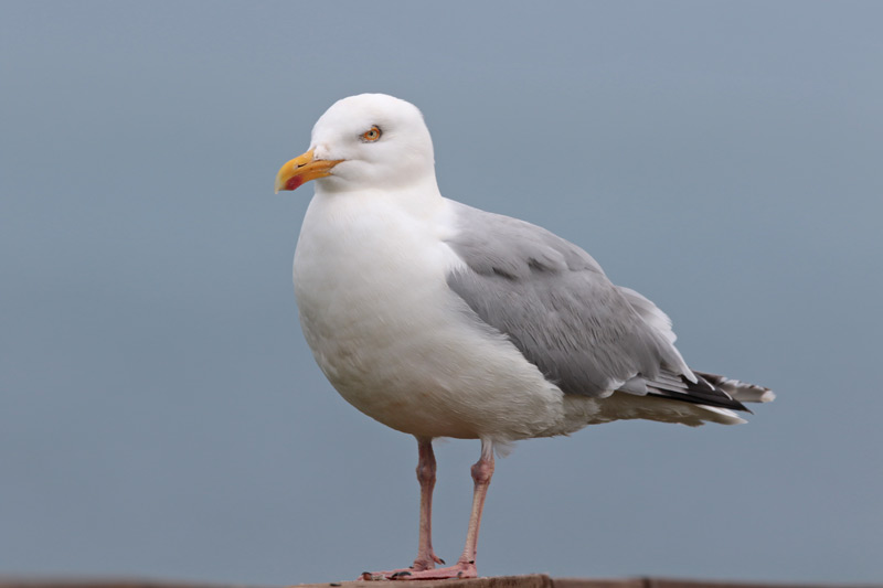 Herring Gull (European)