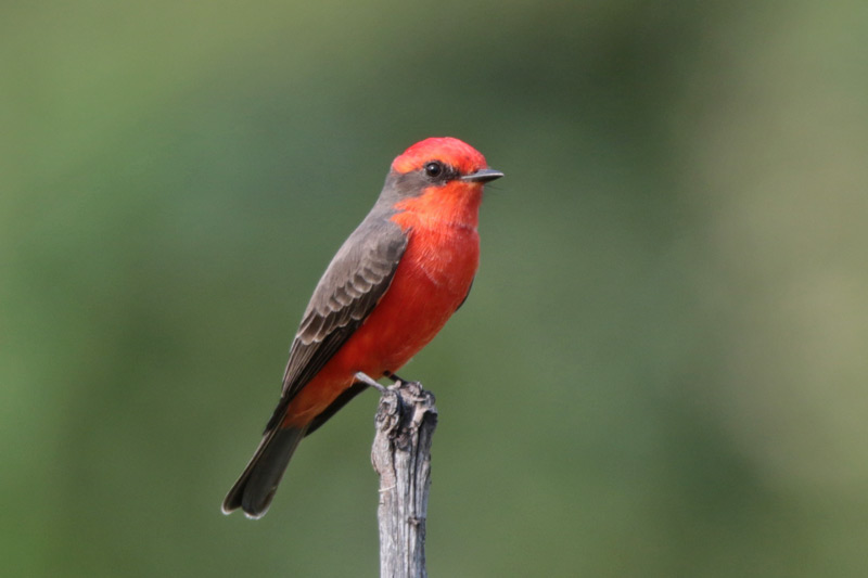 Vermilion Flycatcher