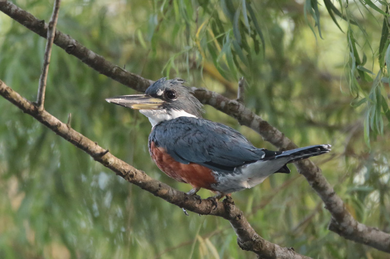 Ringed Kingfisher