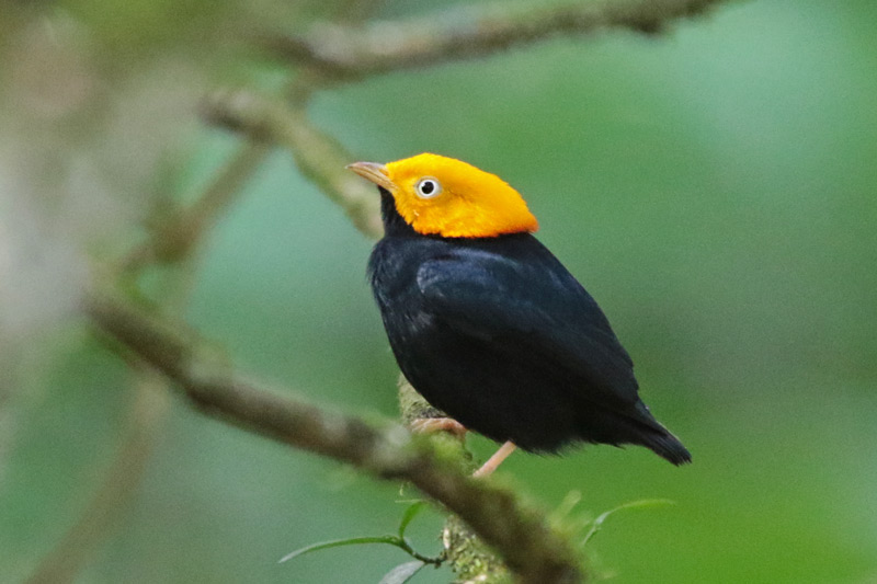 Golden-headed Manakin