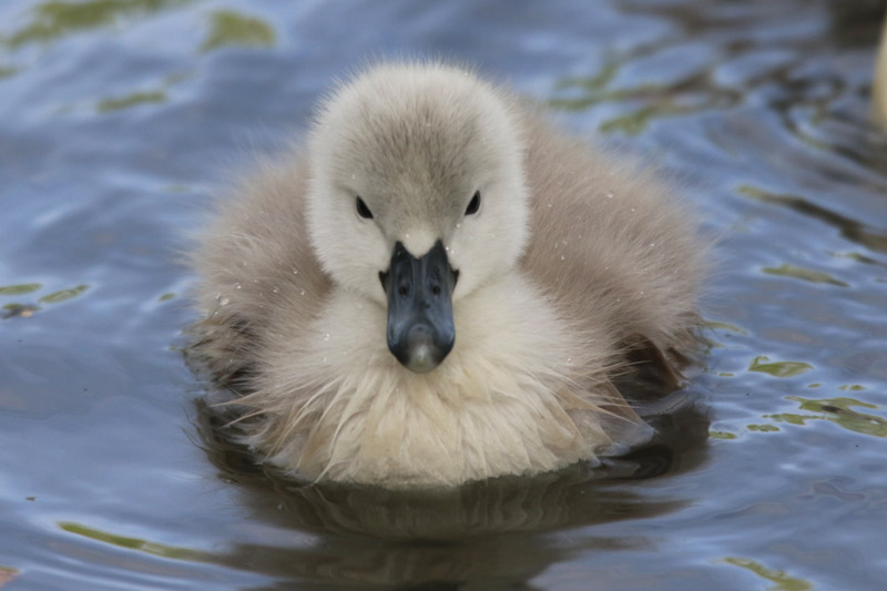 Mute Swan (cygnet)