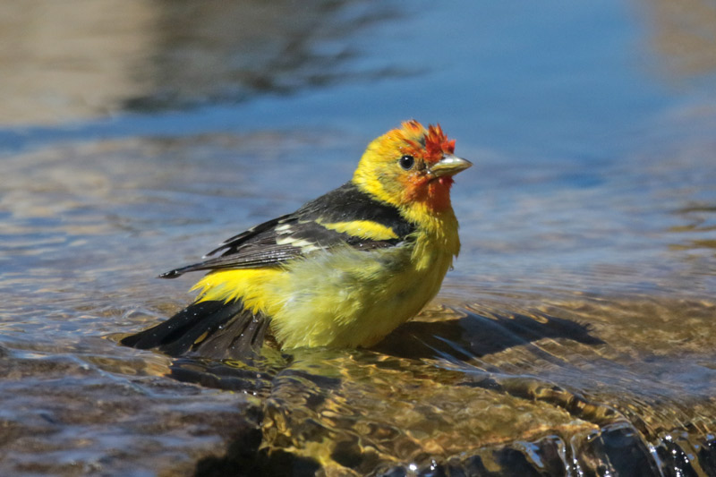 Western Tanager bathing