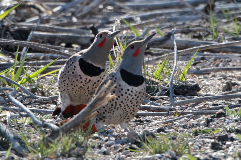 Courting