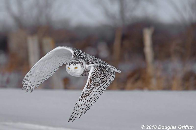 A Spash of Colour: Female Snowy Owl Flying Away from a Fence Line