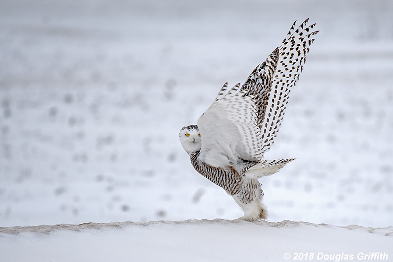 Take Off: Female Snowy Owl