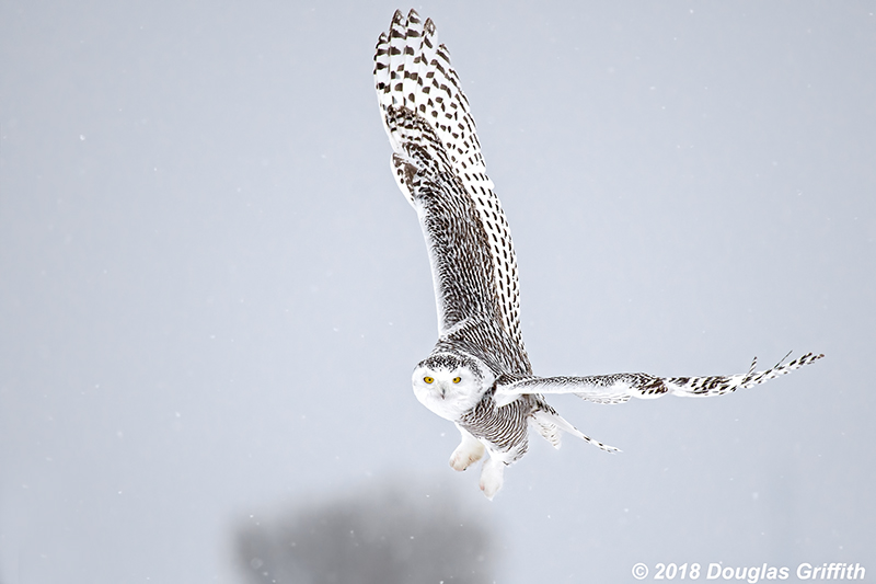 Female Snowy Owl in a Snow Squall