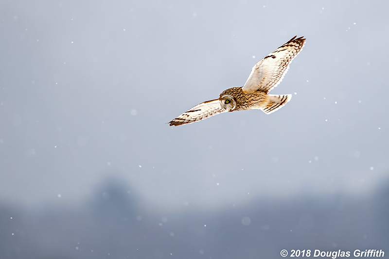 Hunting: Short-eared Owl 