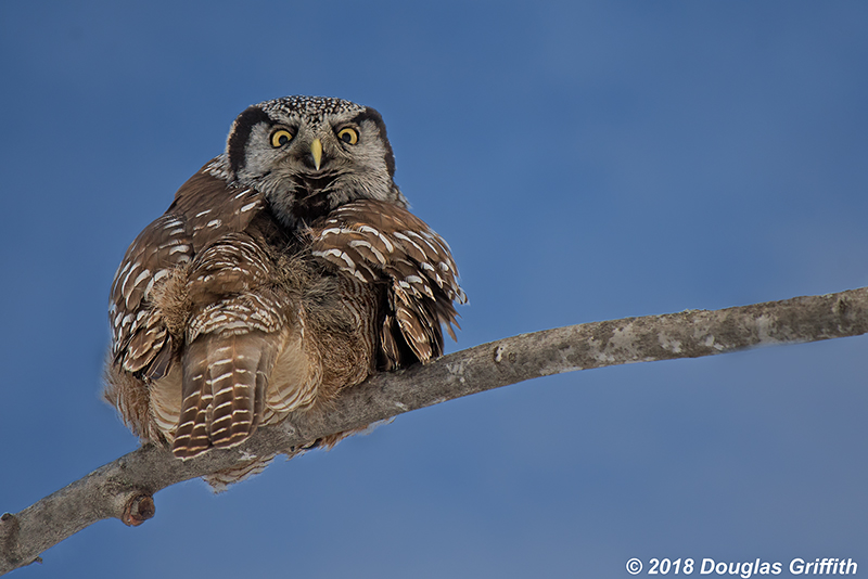Heres Looking at you: Northern Hawk Owl (Male)