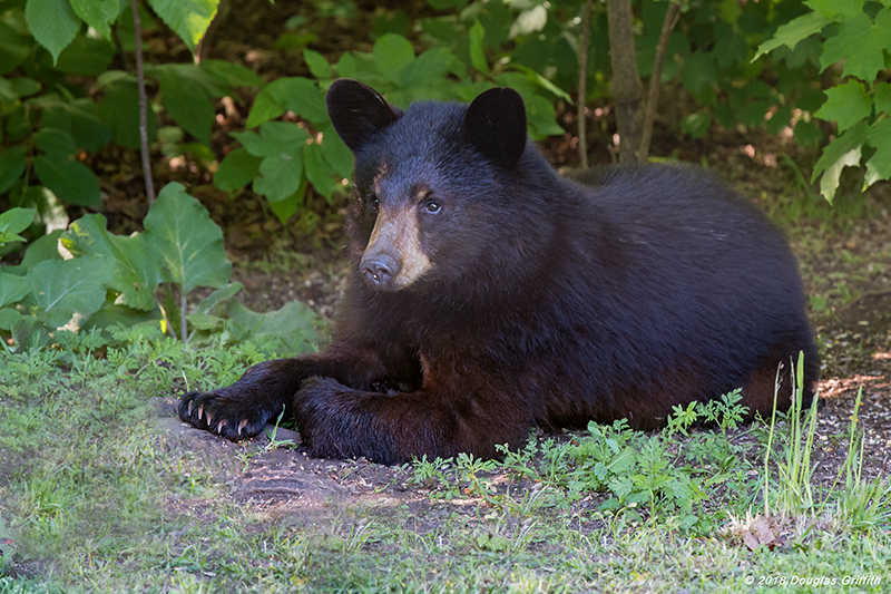Yogi: Juvenile American Black Bear: SERIES of Two Images