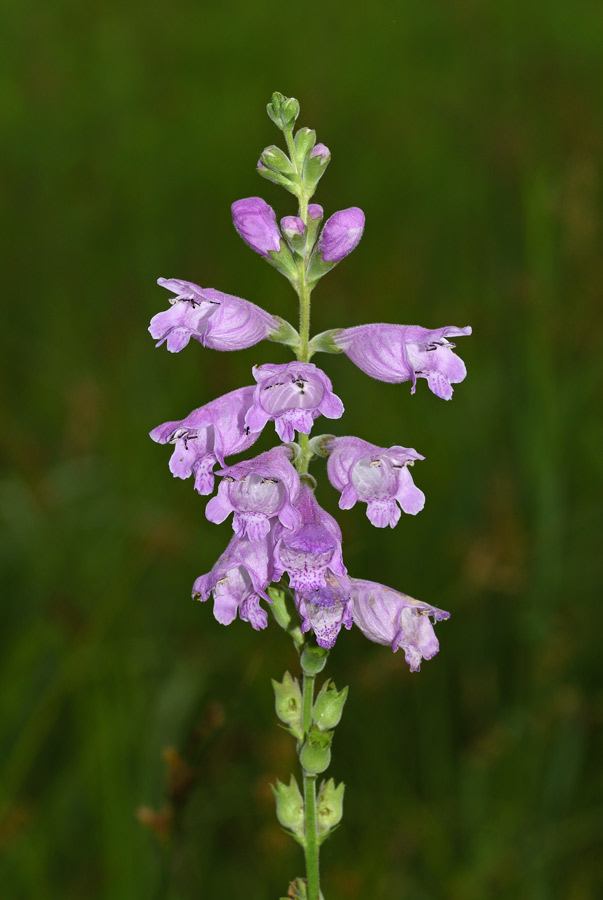 False Dragonhead