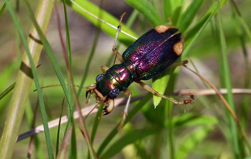 Pan American Big- headed Tiger Beetle (Tetracha carolina)