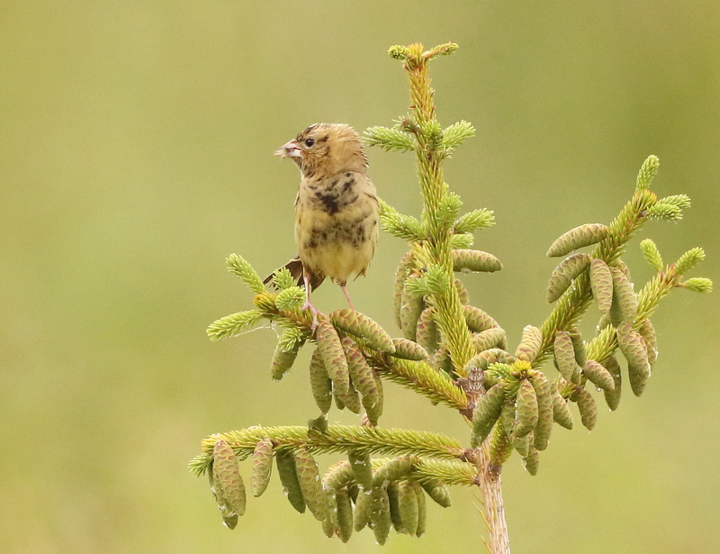 BoBoLink  --  Goglu Des Pres