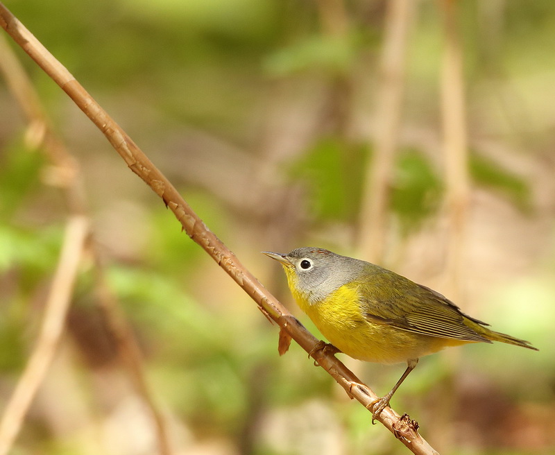 NashVille Warbler  --  Paruline A Joues Grises