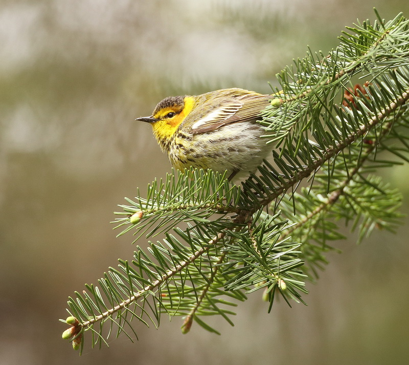 Cape May Warbler  --  Paruline Tigree