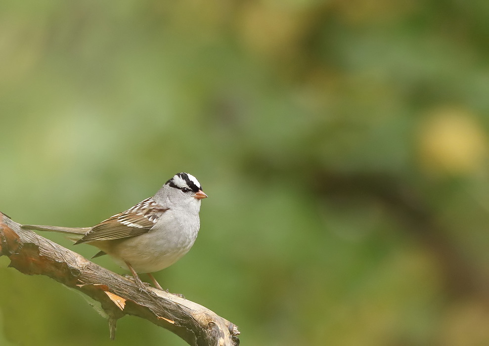 White - Crowned Sparrow  --  Bruant A Couronne Blanche