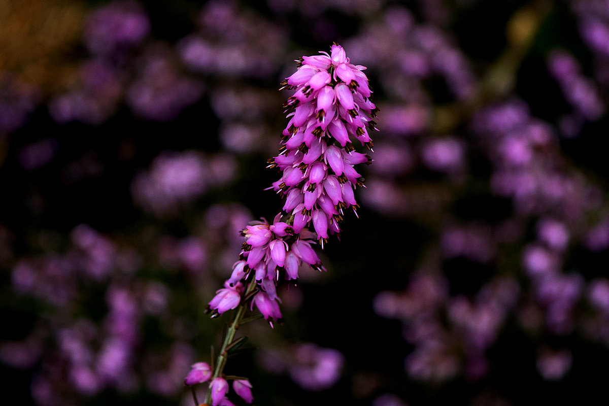 Winter Heather