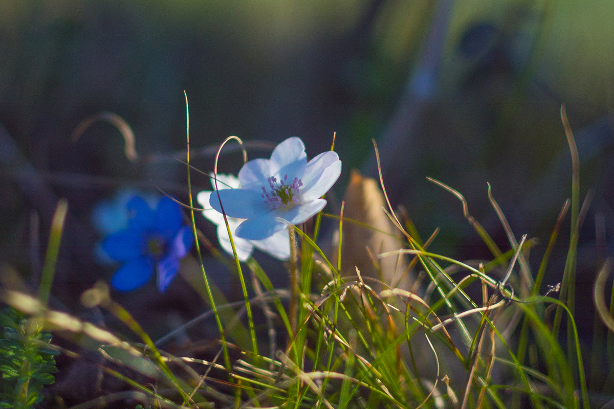 Wood Anemones