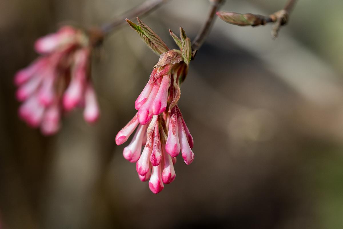 Early Blossoms