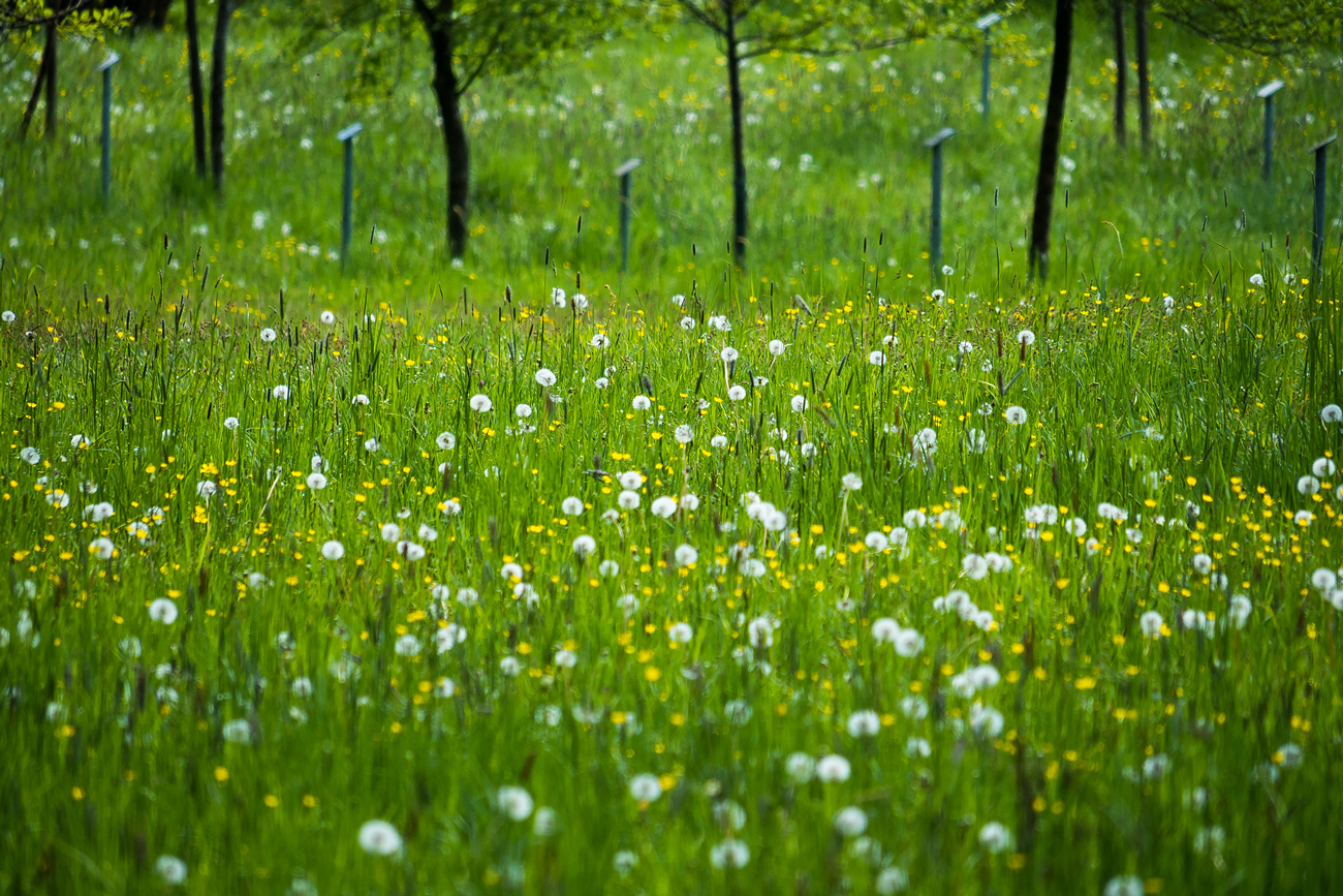 Dandy Field