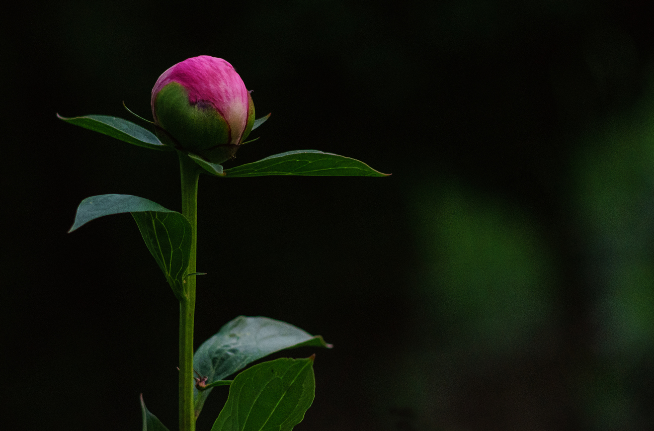 Budding Peony