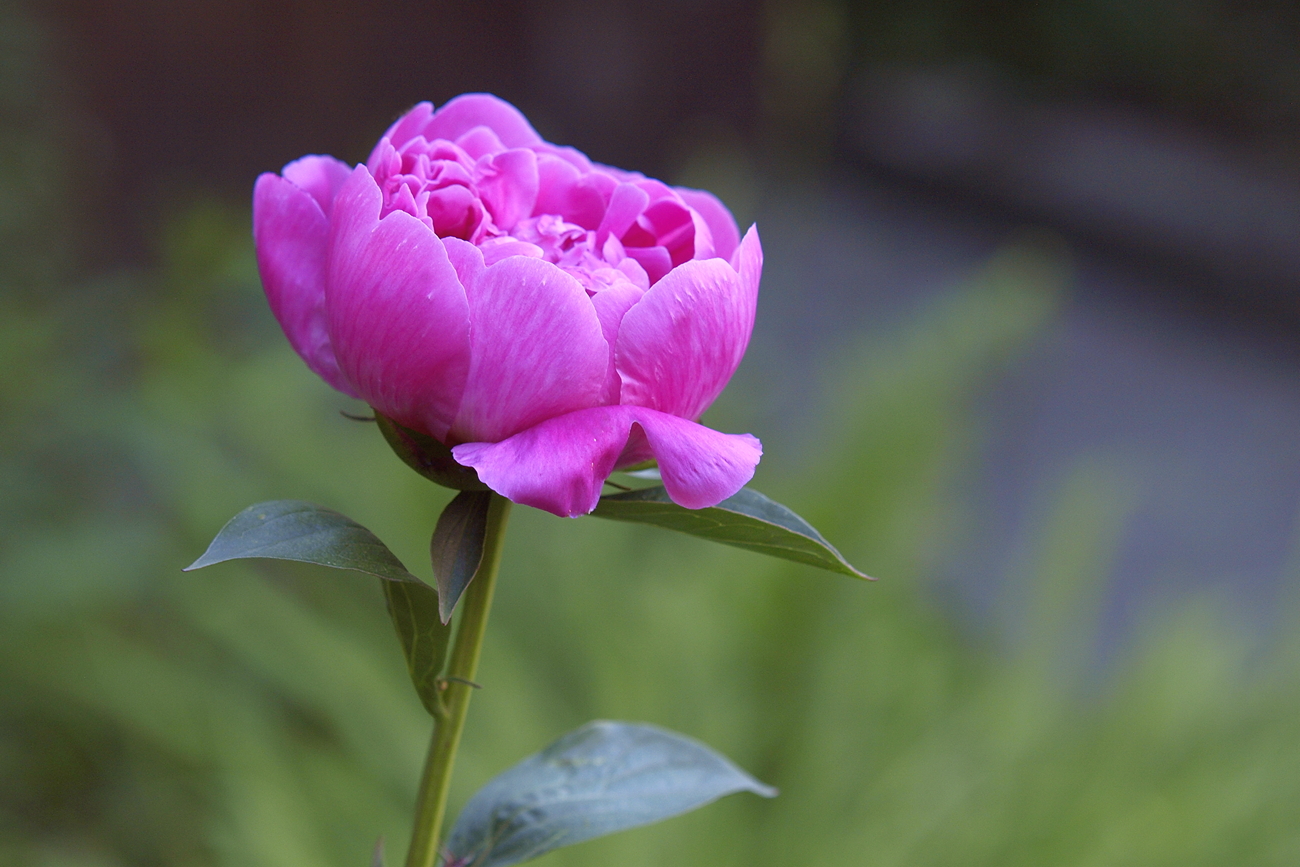Unfolding Peony