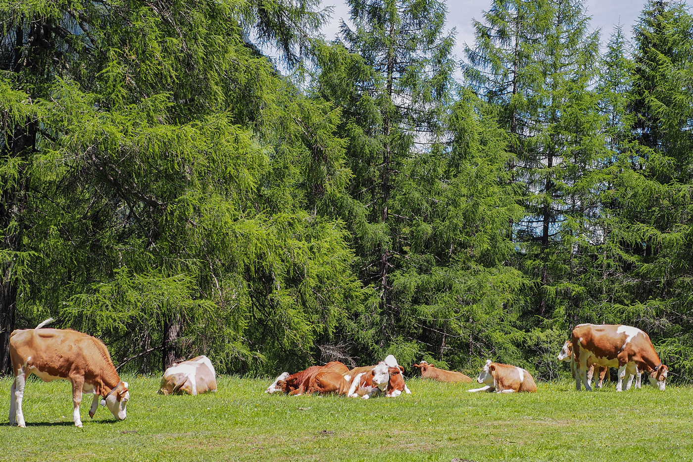 Alpine Cows