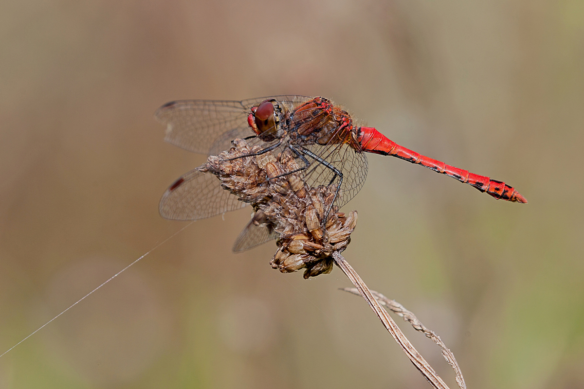 Ruddy Darter (male)