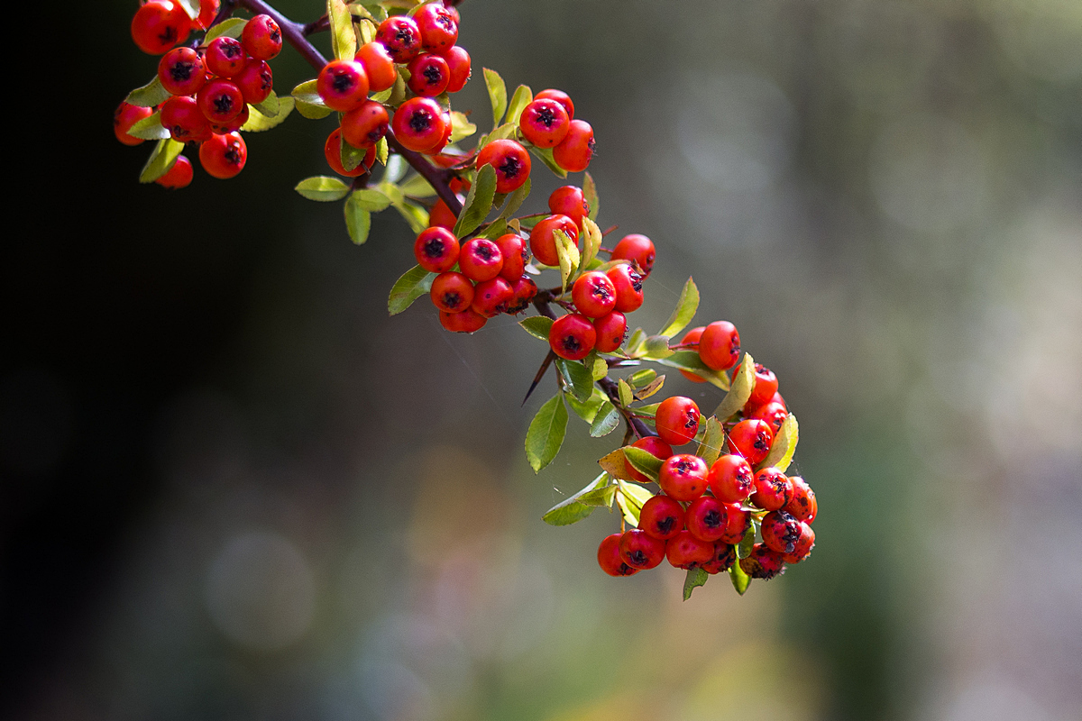 Berries for the Birds